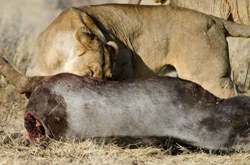 43 - Namibia - leones comiendo - parque nacional de Etosha